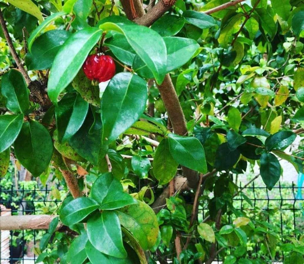 Vila Gama Apartamentos Rodeados De Natureza Machico  Dış mekan fotoğraf